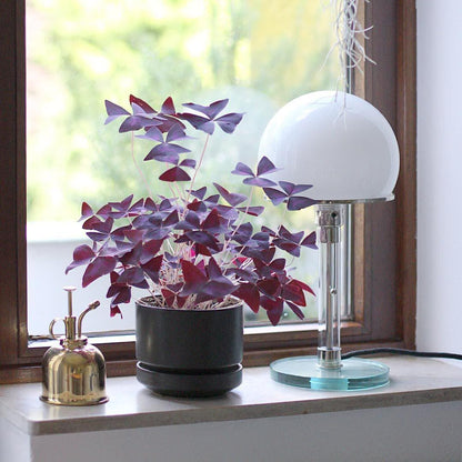 Glass Dome Table Lamp — Radiant Bedside Desk Light - LumoTrot